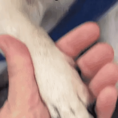 SafeClip – Klipp klør uten risiko eller stress